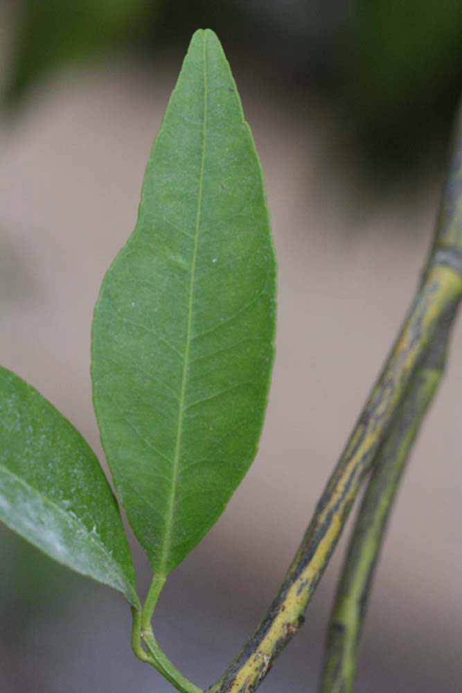            Unifoliolate leaf of  Citrus reshni             (Cleopatra, Riverside,   CA)   